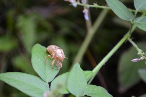 20150926クサギの花 セミの抜け殻　アレチヌスビトハギの仲間の葉